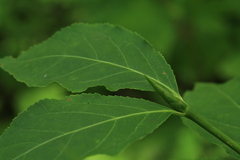 Euonymus miniata