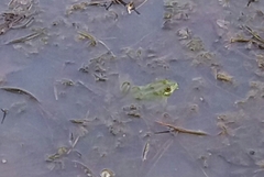 Euphlyctis hexadactyla