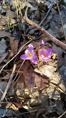 Crocus vernus