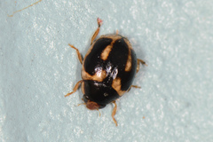 Hyperaspis trifurcata