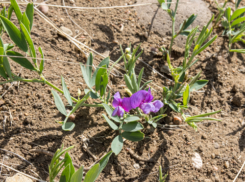 Bush vetchling (Lathyrus eucosmus)
