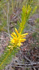 Persoonia acerosa