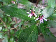 Cuphea salicifolia
