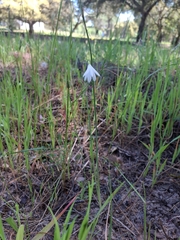Acis trichophylla, photograph author not stated, no rights reserved