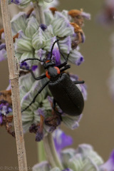 Lytta cribrata