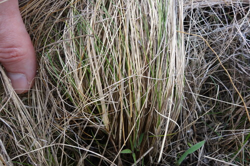 Stipa tirsa, photograph 5