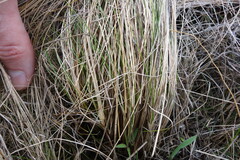 Stipa tirsa, photograph (c) Aleksei Baushev, some rights reserved (CC BY)