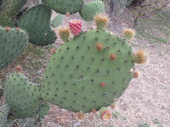 Opuntia joconostle