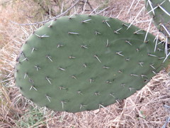 Opuntia joconostle