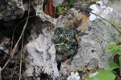 Mammillaria paulii