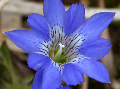 Gentiana thunbergii thunbergii