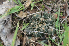 Mammillaria paulii