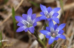 Gentiana thunbergii thunbergii