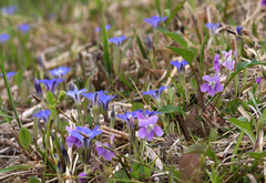 Gentiana thunbergii thunbergii