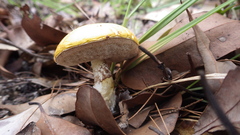 Austroboletus mutabilis