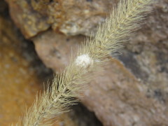 Setaria macrostachya