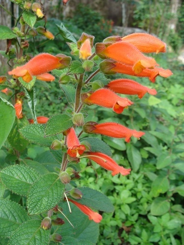 Sinningia incarnata