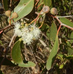 Eucalyptus arenacea