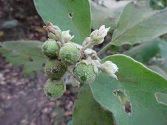 Solanum erianthum