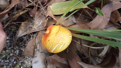 Austroboletus mutabilis