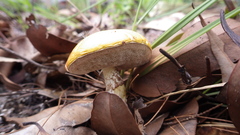 Austroboletus mutabilis