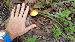 Austroboletus mutabilis