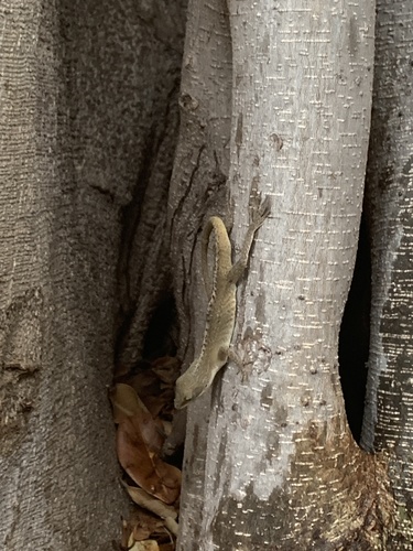 Anolis carolinensis observed 2020-03-16