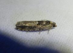 Pseudexentera spoliana