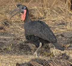 Bucorvus abyssinicus