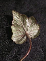 Tolmiea