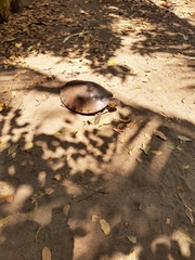 Trachemys grayi grayi