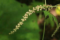 Actaea simplex