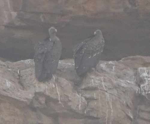 Rüppell's Griffon