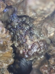 Onchidoris bilamellata