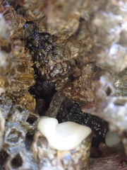 Onchidoris bilamellata