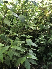 Basileuterus melanotis