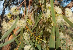 Eucalyptus odorata