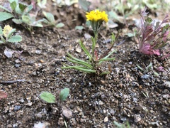 Chaenactis glabriuscula