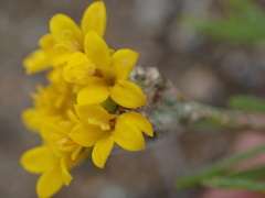 Chaenactis glabriuscula