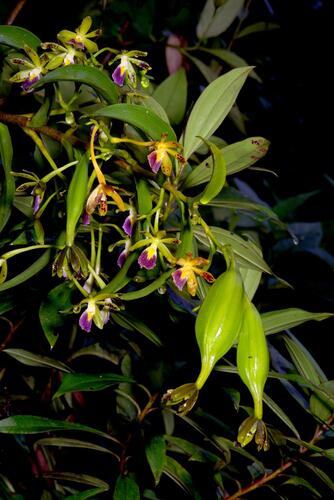 Epidendrum