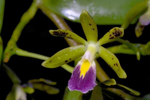 Epidendrum cuneatum Schltr. 2