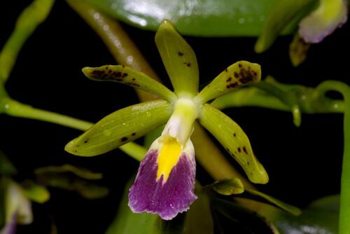 Epidendrum cuneatum Schltr. 3