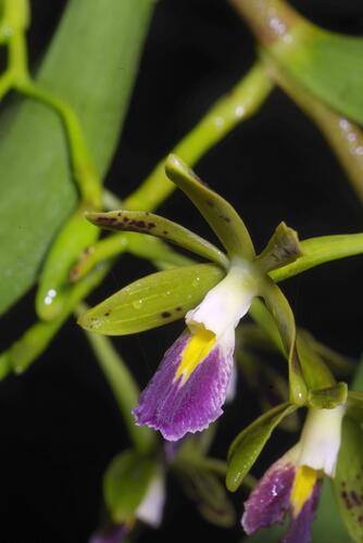 Epidendrum cuneatum Schltr. 4