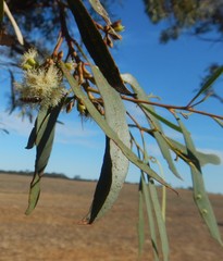 Eucalyptus odorata