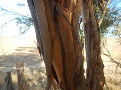 Eucalyptus odorata