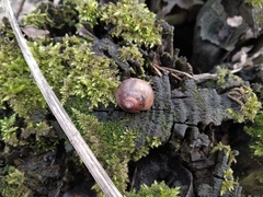 Fruticicola fruticum
