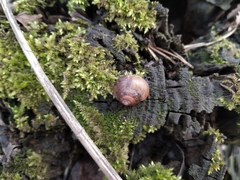 Fruticicola fruticum