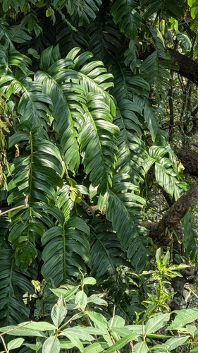 Rhaphidophora decursiva, photograph 2