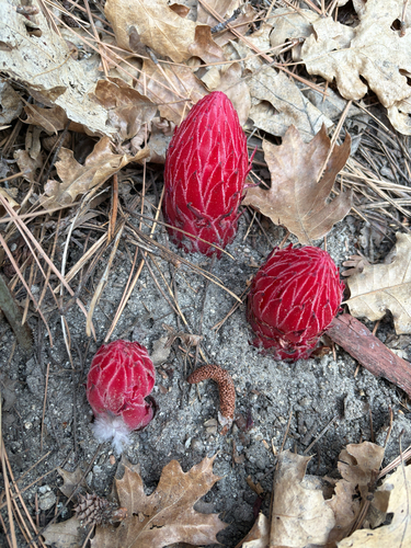 iNaturalist observation photo of Snowplant