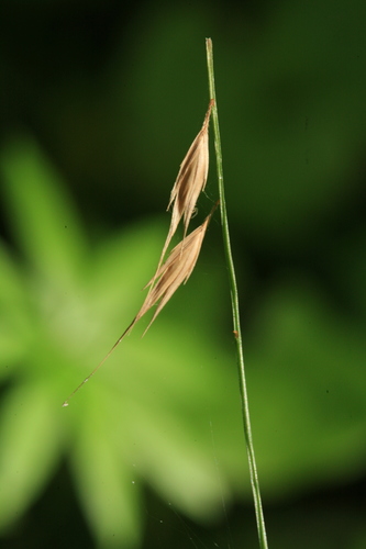 Brylkinia caudata iNat (2)